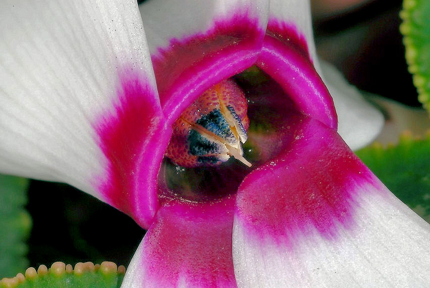 Un fiore per le ragazze del forum ...